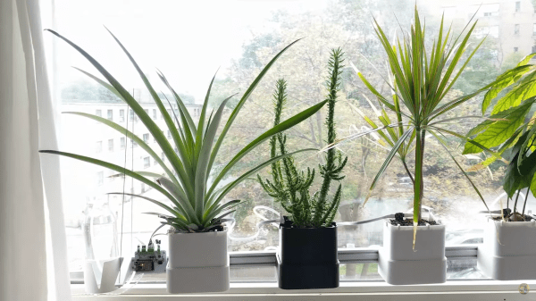 Photo of an automated plant watering system attached to four potted plants.